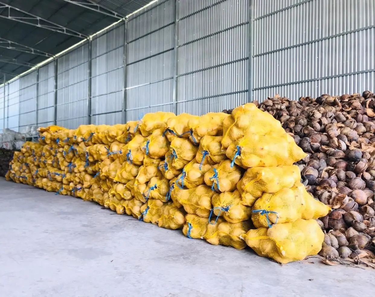 Fresh Ginger High Quality Vietnamese Dried Ginger For Export / Cheap