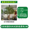 Solid wood root carving of an olive tree (deposit link)