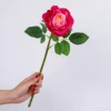Rosa scuro