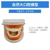1:1 Natural Large Oral Cavity