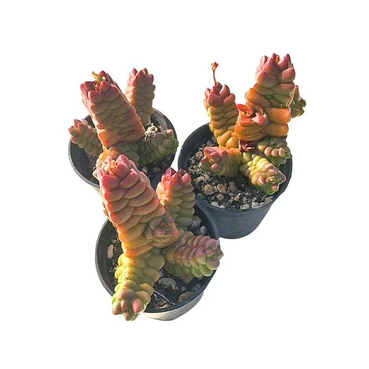 succulents wholesale live natural mini succulent plants gold miniature succulent plant