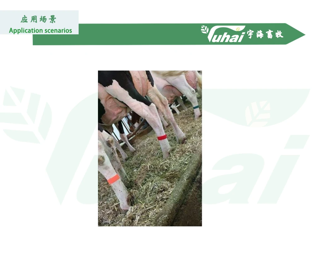 product colorful nylon cow leg belt with velcro bonding 49x332mm herd management of cattle and sheep-2