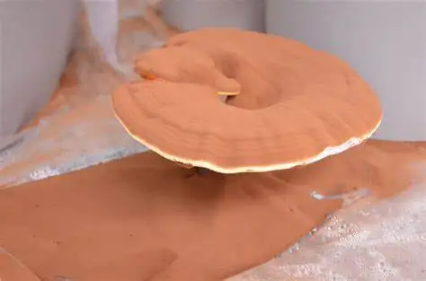 Food Grade Ganoderma Lucidum Spore Oil China Reishi Mushroom Essential Oil for Strengthen Immunity