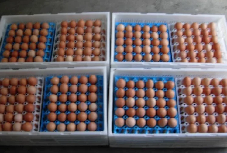Join HDPE Plastic Foldable Transport Egg Crate Moving Tote Box Collapsible Collapsible Container Crate Collapsible Container