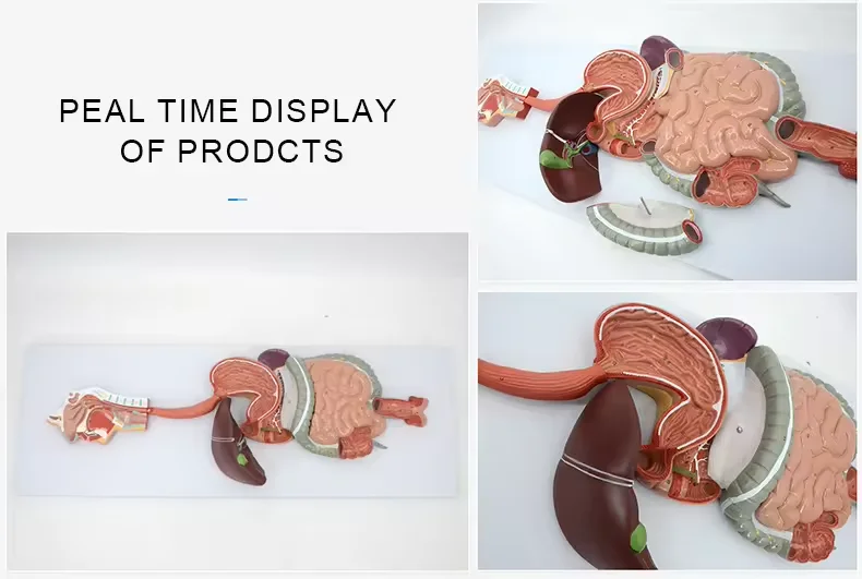 3D Human Digestive System Anatomical Model for Medical Science Teaching