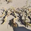 Un arbre à plusieurs troncs écorcé, de 80 à 120 cm de hauteur.