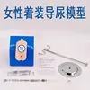 Dressed female catheterization model