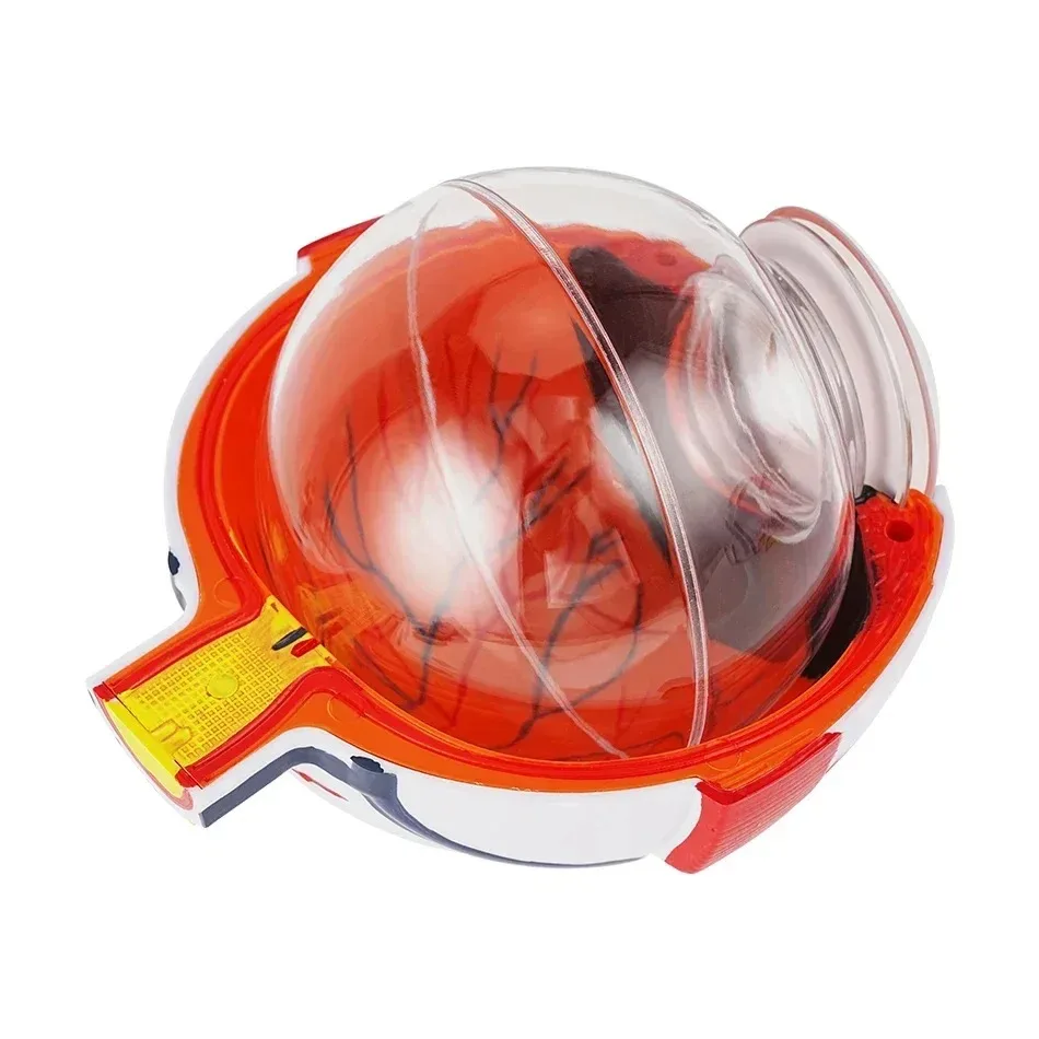 Low Price Anatomical Eye Model Medical Learning and Teaching Instrument Medical Science Teaching Resources Eyelid 6 Times