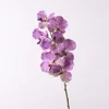 Viola chiaro