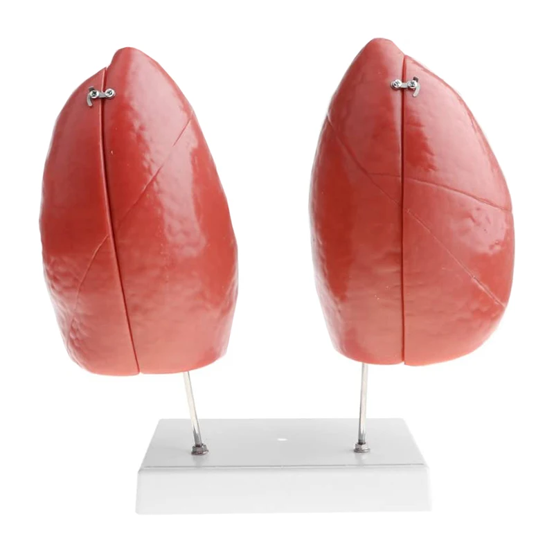 Medical Teaching PVC Simulation Human Anatomy Model Lung Respiratory System Structure