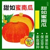 17# Zucca Rossa Piccola 20 Grani