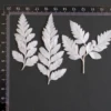 MH687 Deersfoot Fern 4-6cm white 12pcs