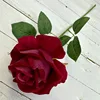 Rosa rossa