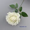 Rose à bords frisés - blanche