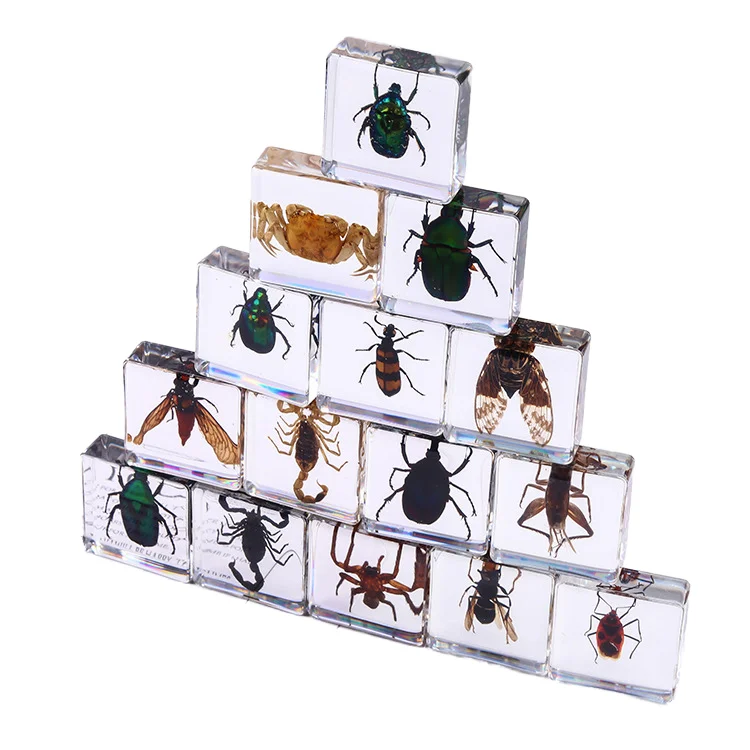 Insect in Resin Specimen Bugs Collection Paperweights Arachnid Resin Specimen Insect Specimen Bug Preserved in Resin for Kids