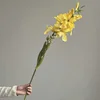 Giallo
