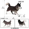 colorato 349 Piccolo Husky