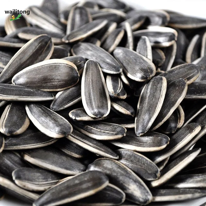 Fast Delivery Raw Natural Big Size Black 361 Sunflower Seeds