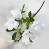 White 02