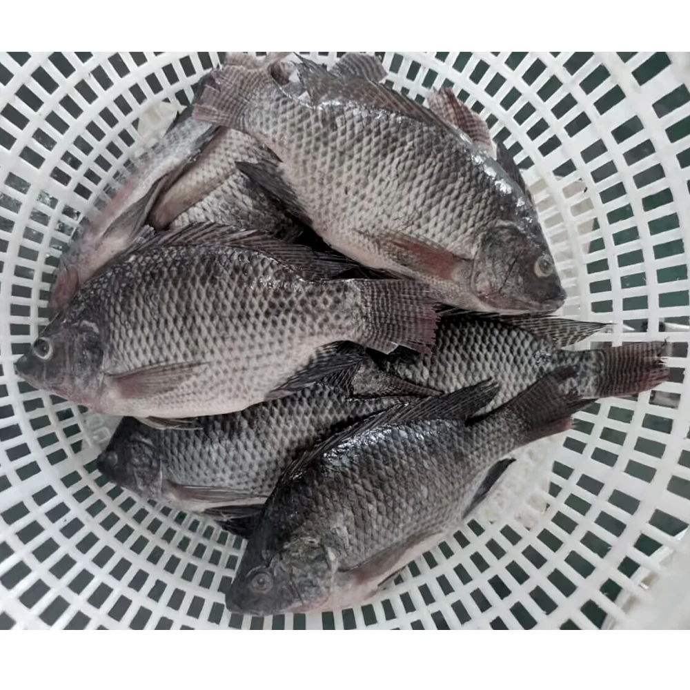Frozen Fish Tilapia Custom Packing 10kg 10lbs Per Carton Iwp Ivp Iqf Frozen Tilapia Fish Frozen Black Tilapia Fish