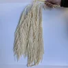 Avorio
