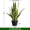 Planta de serpiente Real Touch 70 cm borde amarillo juego completo grande