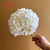 #1 hortensia blanca - cabeza grande de 18 cm