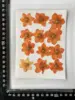 MH396 dyed orange 12pcs/bag