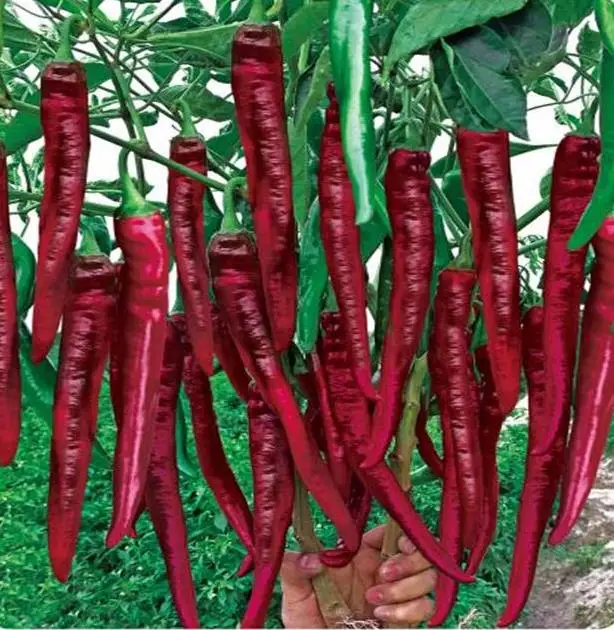 China supplier   chilli red  f1 pepper seeds