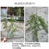 Soft gel 3-pronged celery leaves