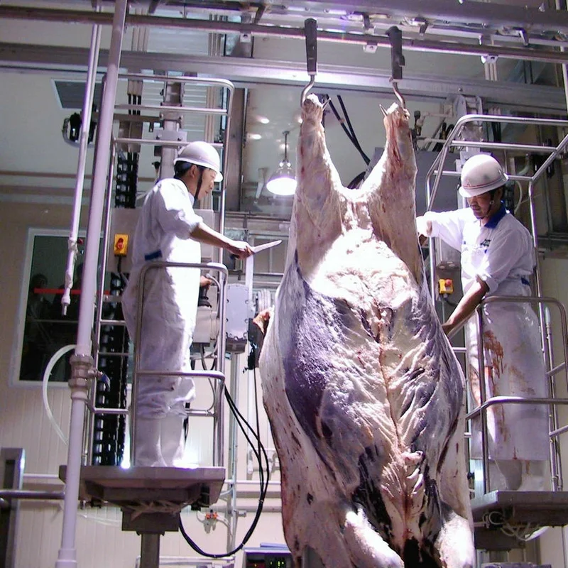 Ceremonial cattle slaughterhouse slaughtering equipment for beef halal turnkey slaughterhouse
