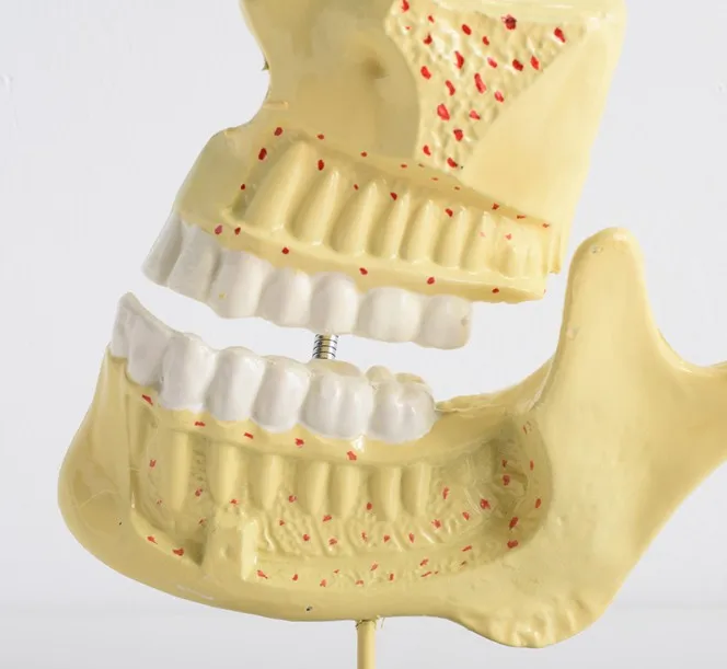 标准牙齿模型图片侧面图片