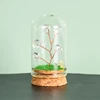 Cuarzo transparente