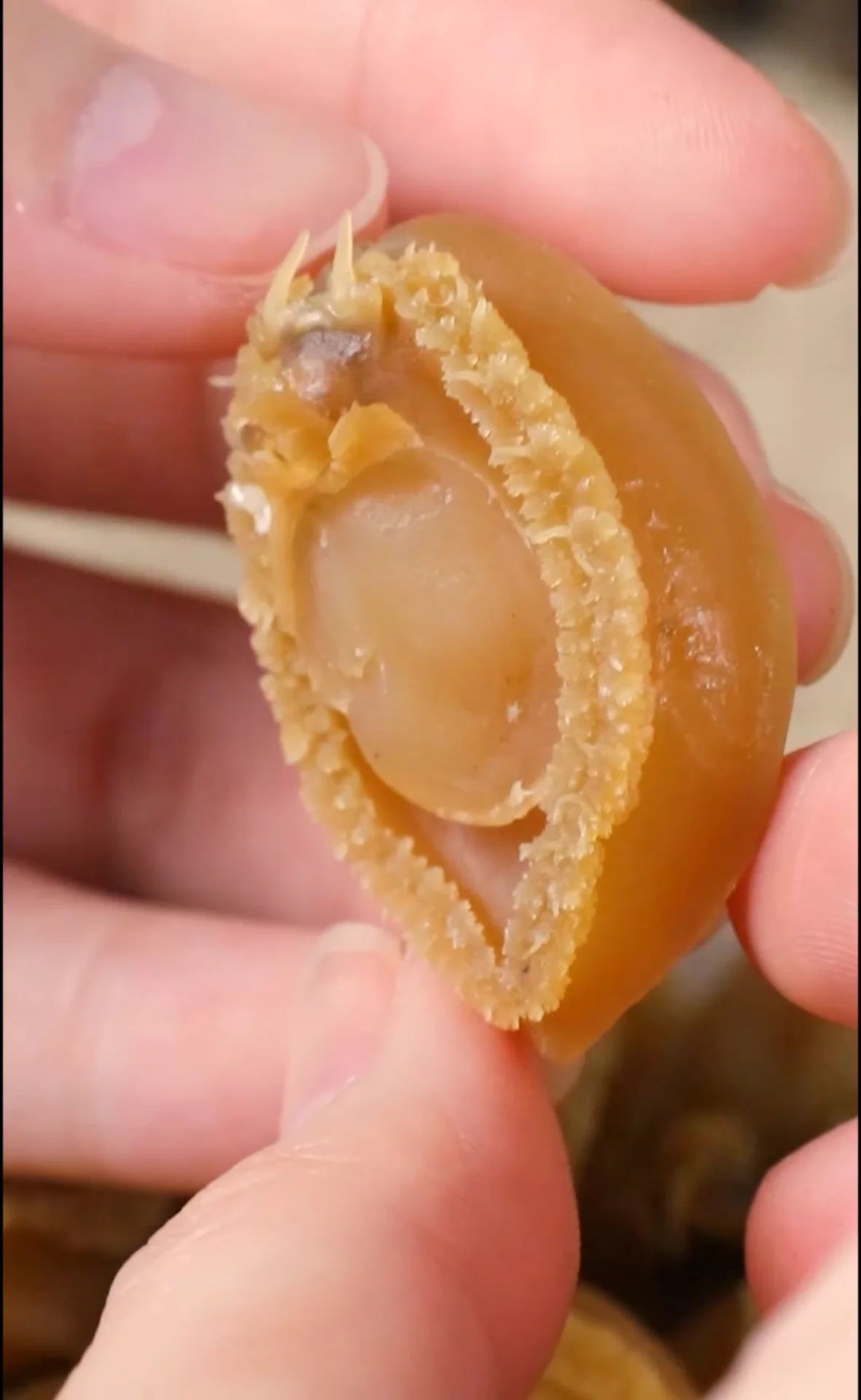 Cryopreservation Dalian Dried Farmedabalone Raw Abalone Canned Food