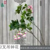 Two-pronged bellflower, pink