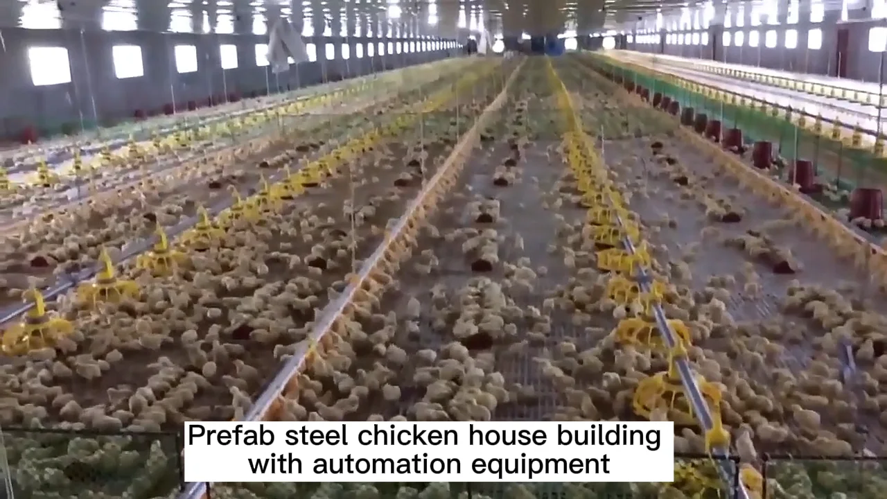 Prefabricated Steel Chicken Farms Poultry House For 10000 Broilers