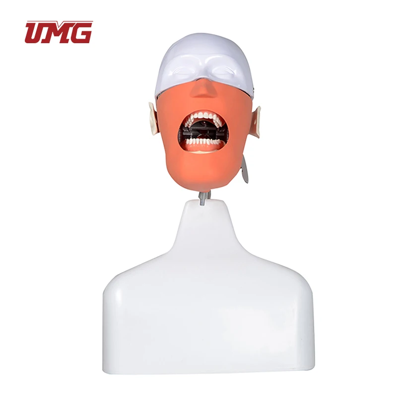 Новый продукт использованный студенческий симулятор стоматологический Фантом для продажи