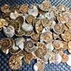 ammonite