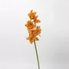 Cymbidium faberi (arancione)
