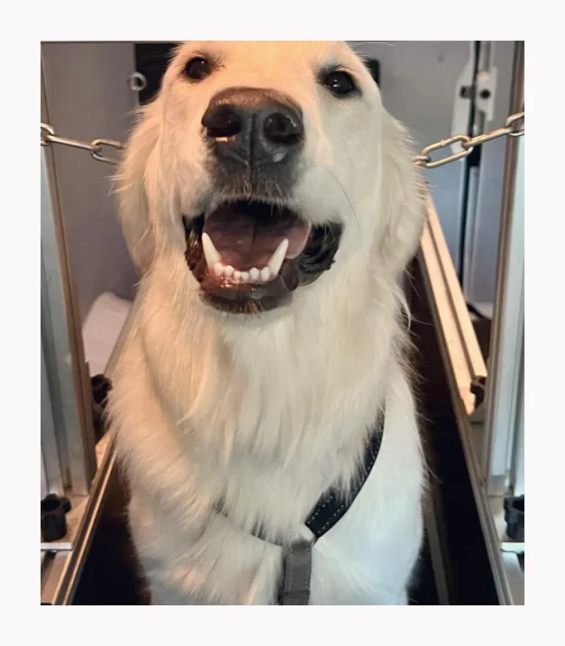 High Quality Dog Treadmill Eco-Friendly Training Equipment