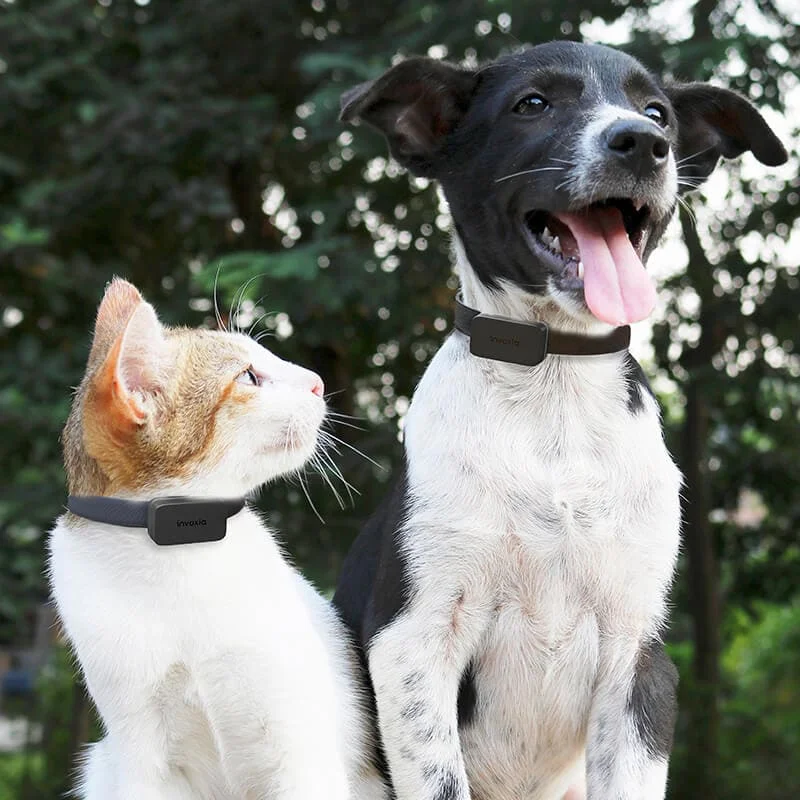 pet-tracker-cat-dog.jpg