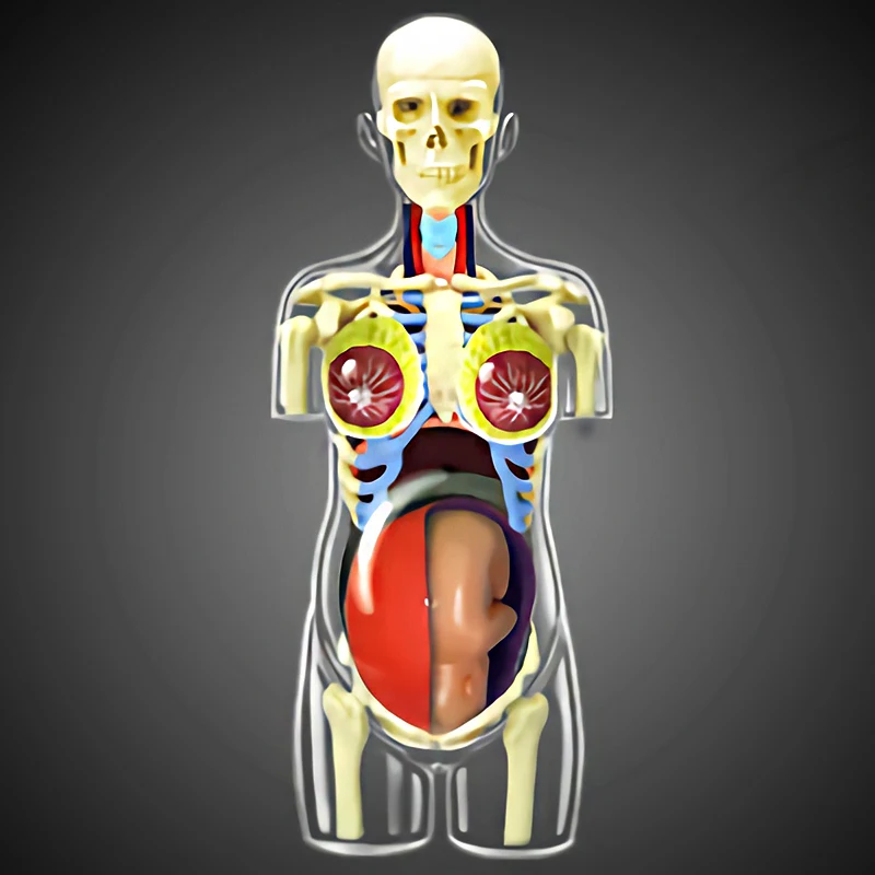 4D MASTER Transparent Human Body Model Female Pregnant Anatomy Model