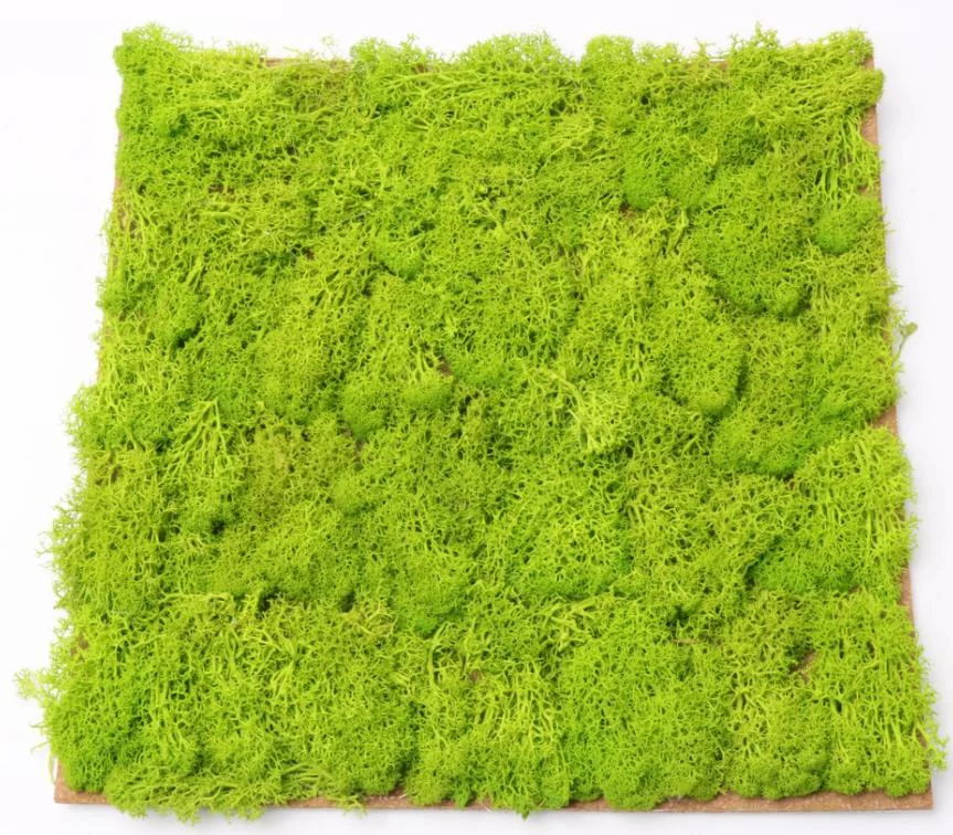 Moss Size Make the Naturally Preserved Moss Into Classic Moss Plates| Alibaba.com