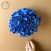 #13 blu reale