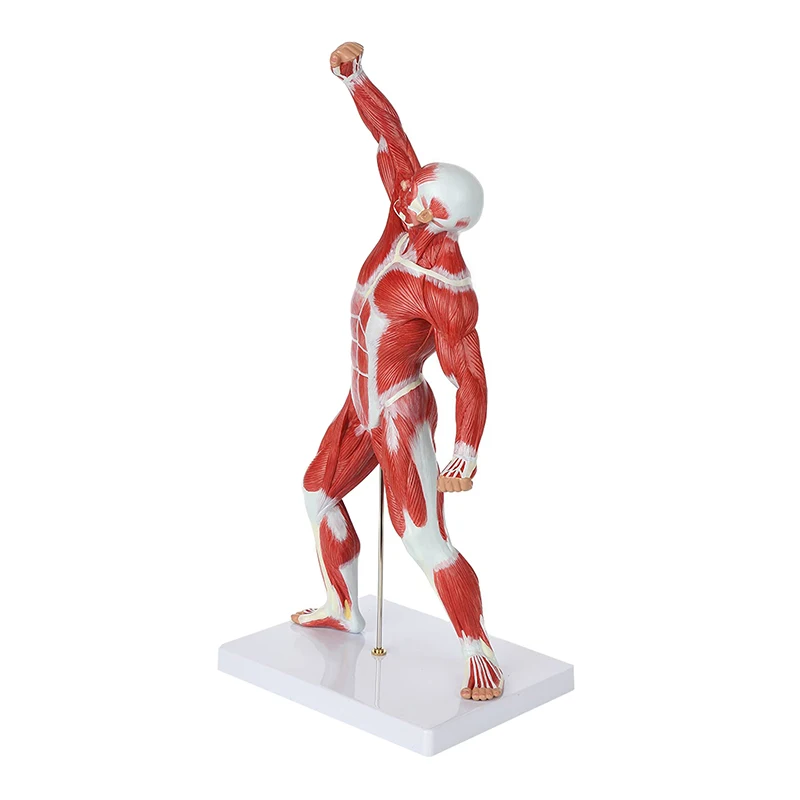 Medical Anatomical Muscle Model PVC Mini Human Muscle Model For Hospital Training