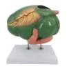 B028-1 Bovine Stomach Anatomy Model