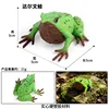 grenouille colorée M-2758 Darwin