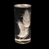 Dogtail grass