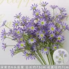Deep purple six-headed blue star flower branch