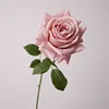 Rosa autunnale